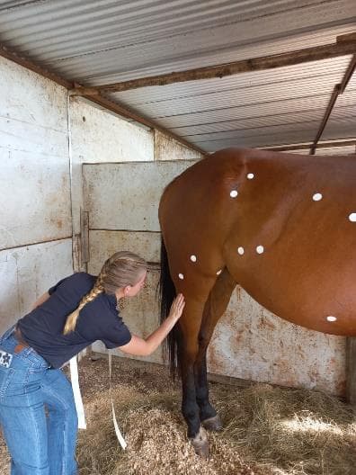 Students treating horses in the field
